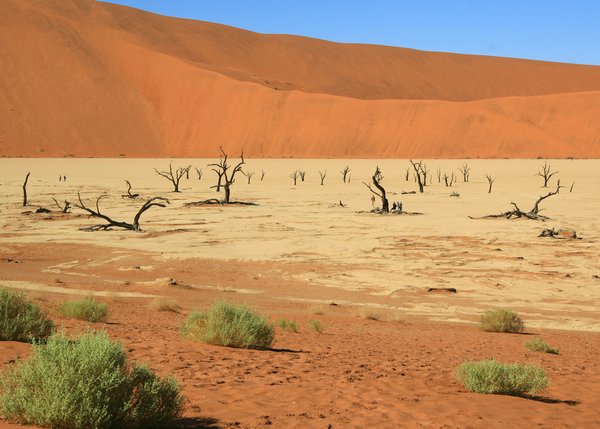 Deadvlei: The trees are over 900 years old. To understand the scale, try and spot the people!