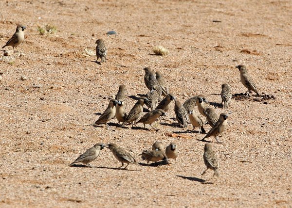 Cape Sparrows