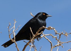 Pale Winged Starling - looks very similar to the Red Winged Starling except this has a red eye