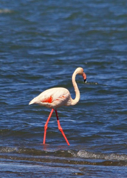 Walvis Bay: Greater Flamingo