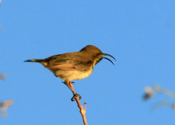 Dusky Sunbird