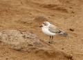White Fronted Plover