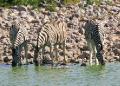 Zebra at the Watering Hole