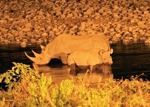 Black Rhino at the Watering Hole