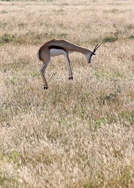 Pronking Springbok