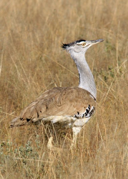 Kori Bustard