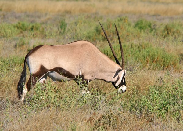 Oryx (Gemsbok)