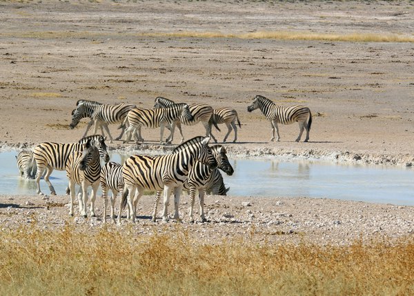 Zebra at the Water Hole