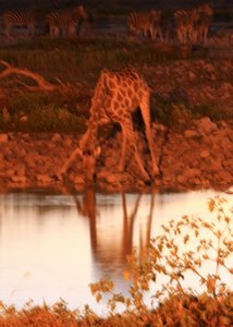 Giraffe at the Watering Hole