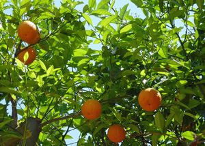 Oranges in Kolimbari
