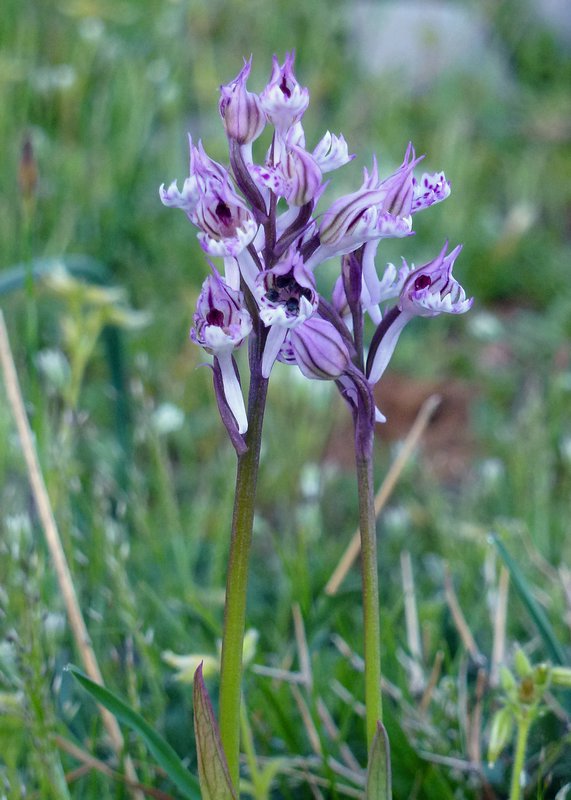 Three-Toothed Orchid