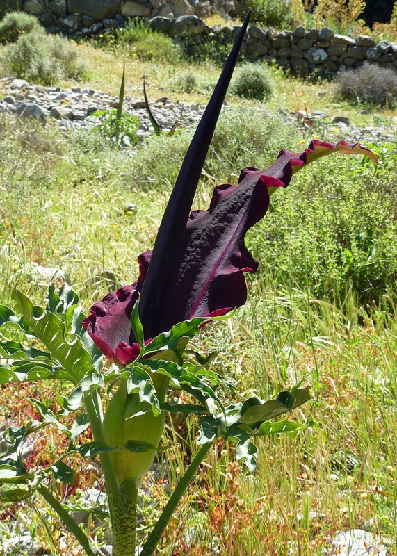 Dragon Lily