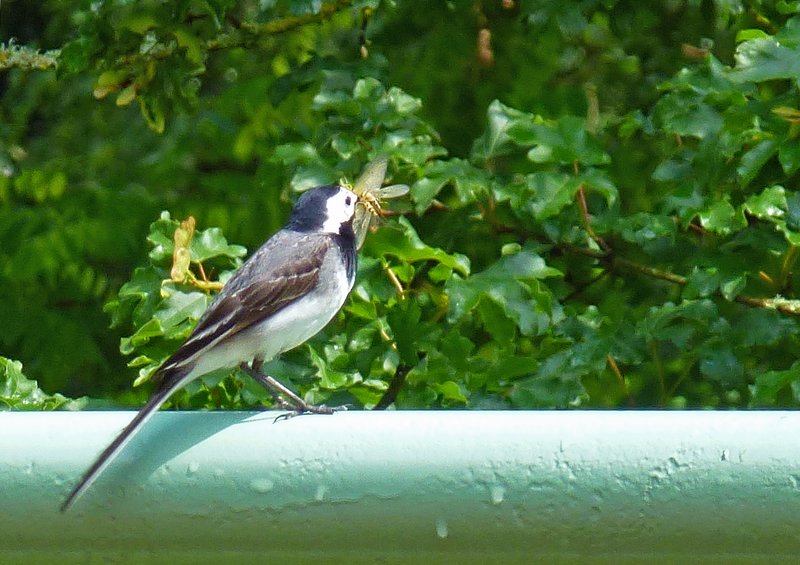 Hungry mouths to feed - Wagtail