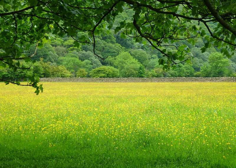 Meadow in Buttermere