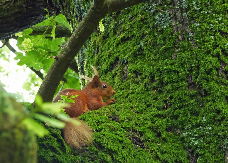 I've not seen the red squirrels this close to Buttermere