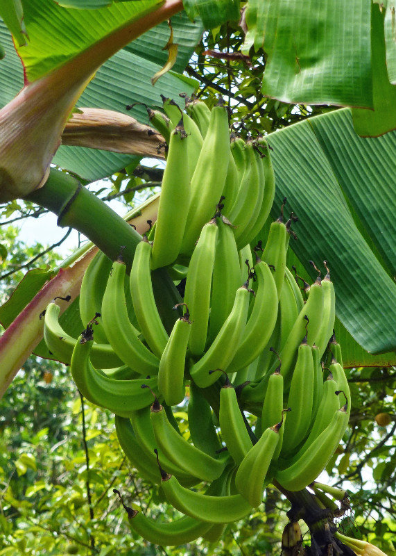 Banana - as Nature (not Morrisons) intended