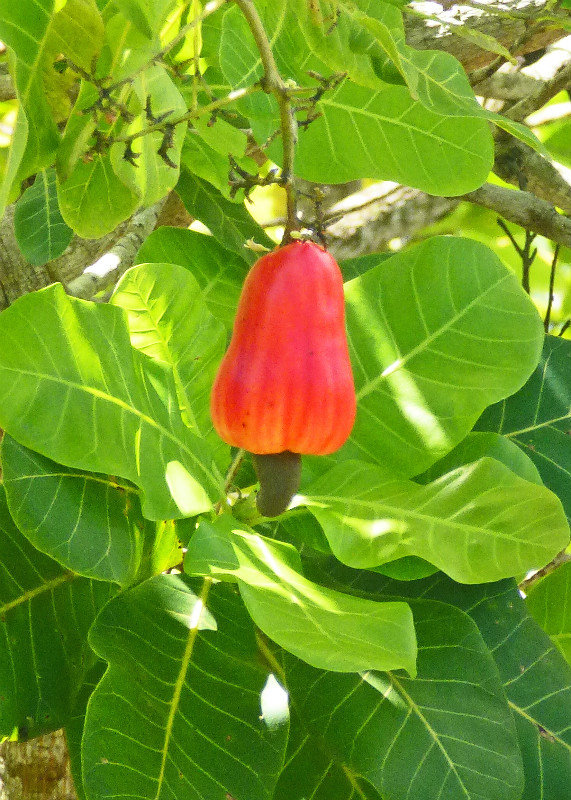 The ripe fruit of the Cashew, with the nut just below