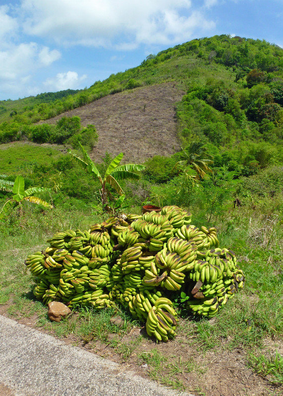 Bananas, for local consumption