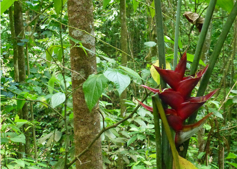 Heliconia along the Millet Bird Sanctuary Trail