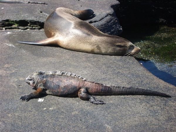 Sealion and marine iguana