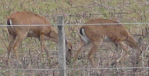 Pampus Deer