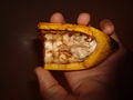 Cacao