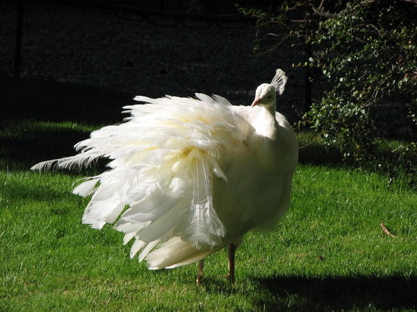 Albino Peacocks 
