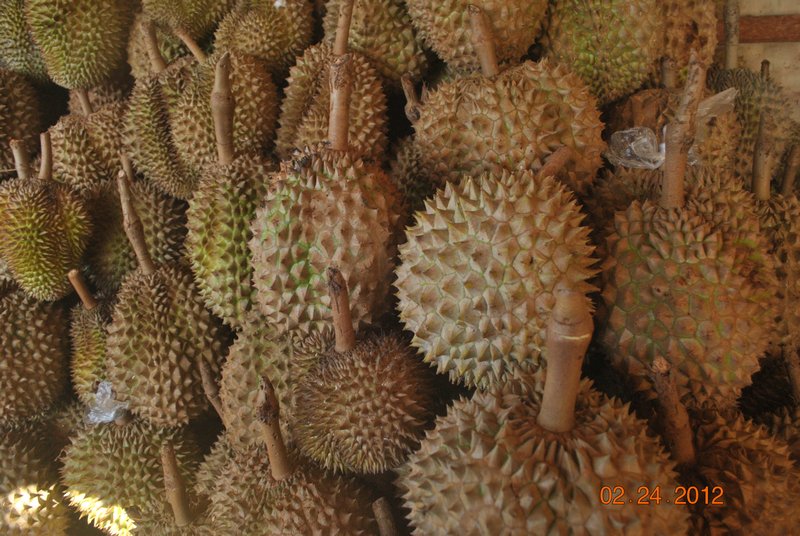 the Exotic Durian of Mati