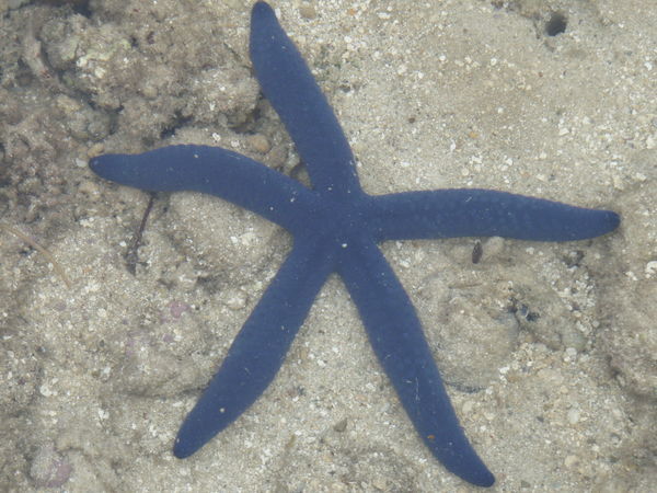 Bright blue starfish