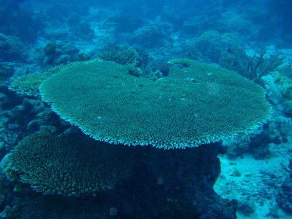 Pretty coral