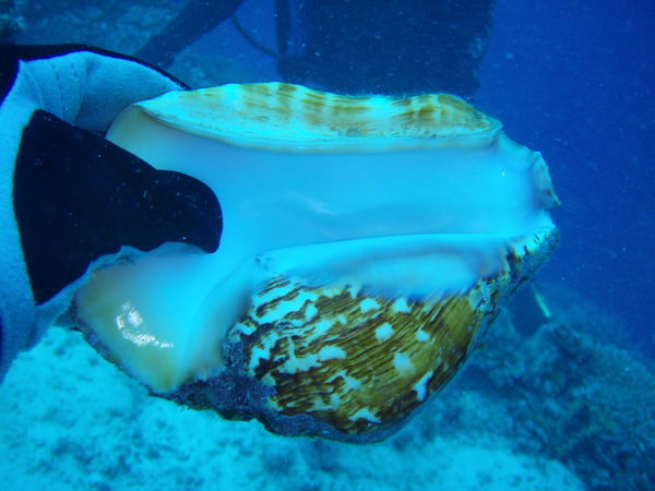 Big conch shell