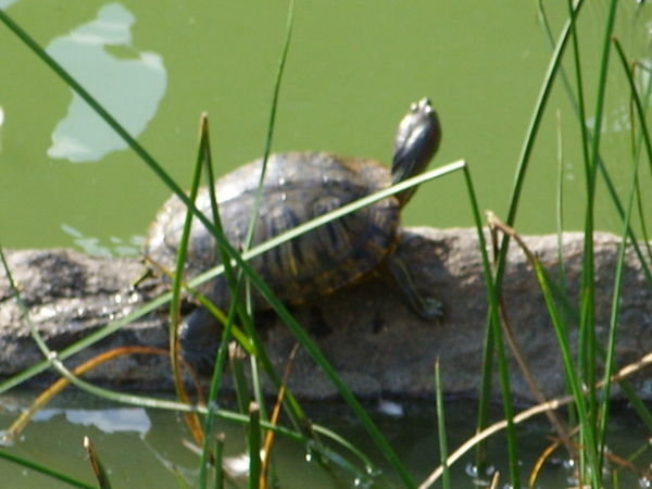 Turtle in the Park