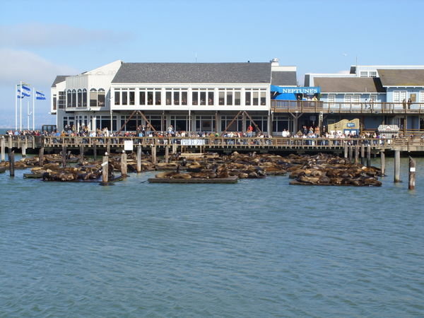 The Sea lions at Pier 39