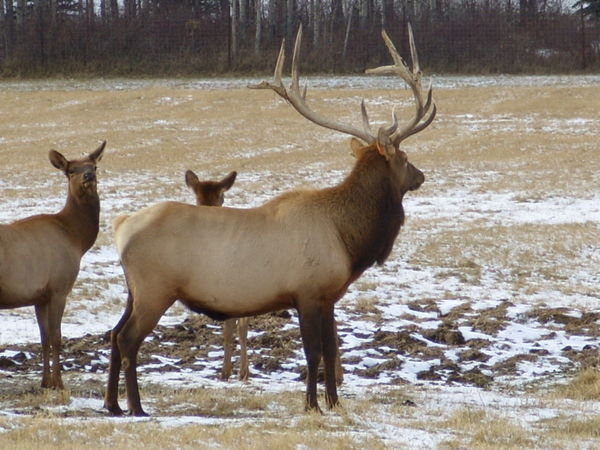 Elk again!