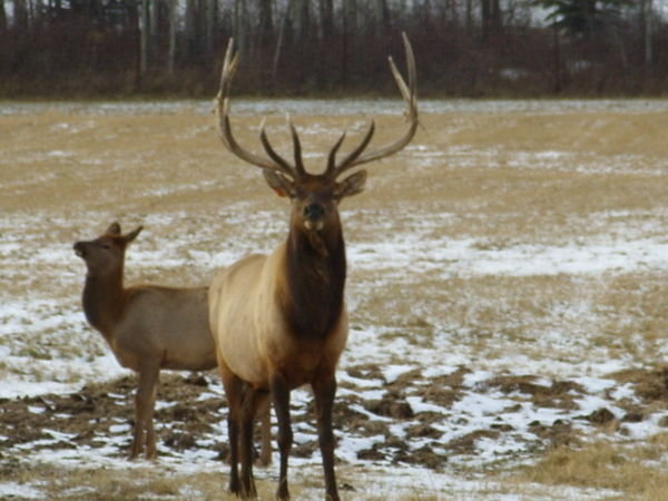 Front on elk