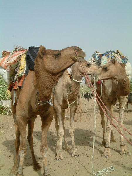 Camel safari near Jaisalmer