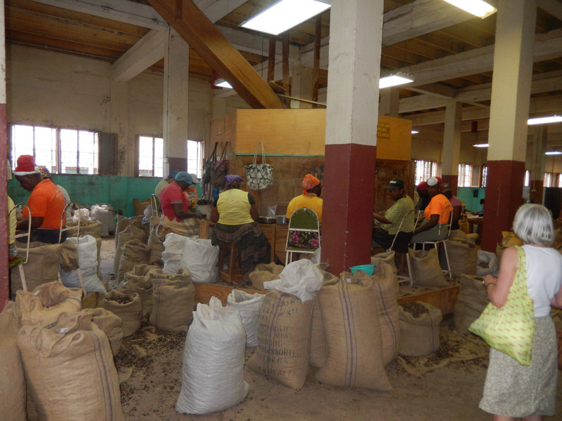 Wider shot of the nutmeg workers