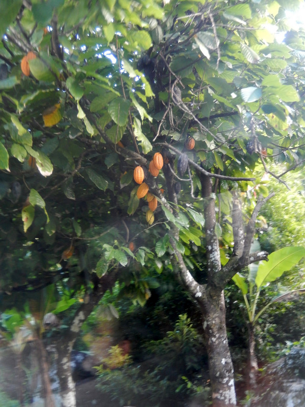 A cocoa tree growing wild