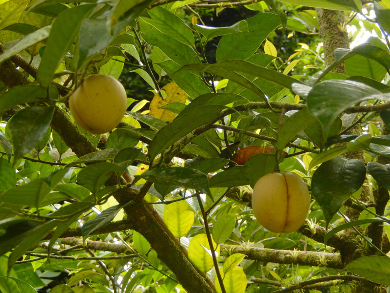 The fruit on the nutmeg tree