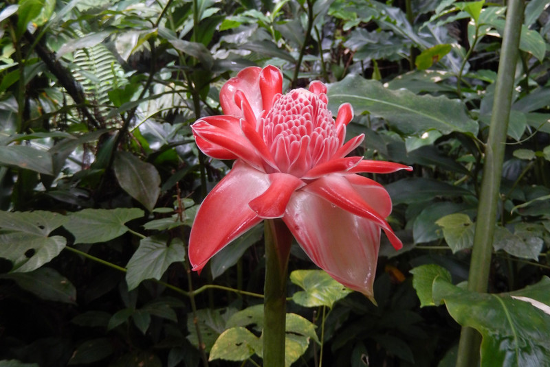 The national flower of the Grenadines, not unlike our Waratah