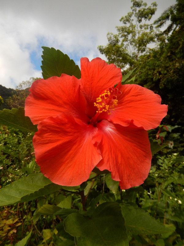 One shade of hibiscus flower at the gardens