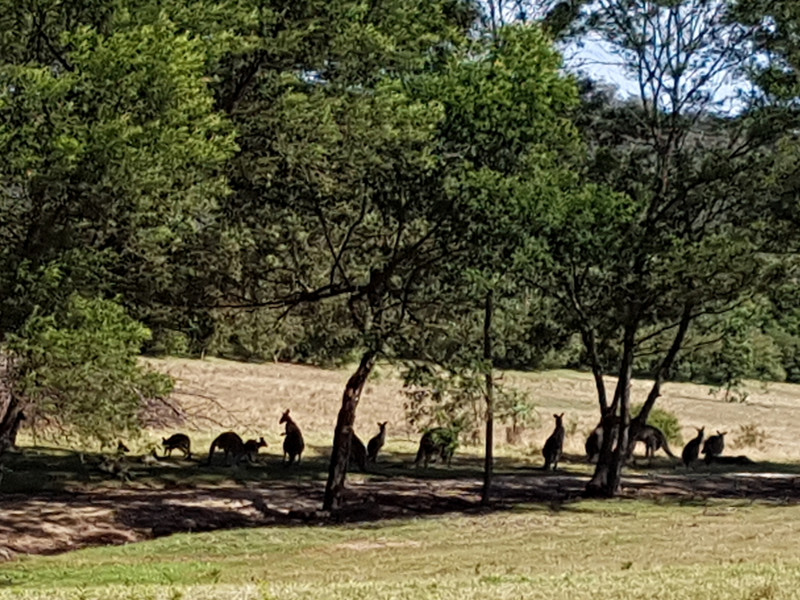 Kangaroos en masse enjoying the shade
