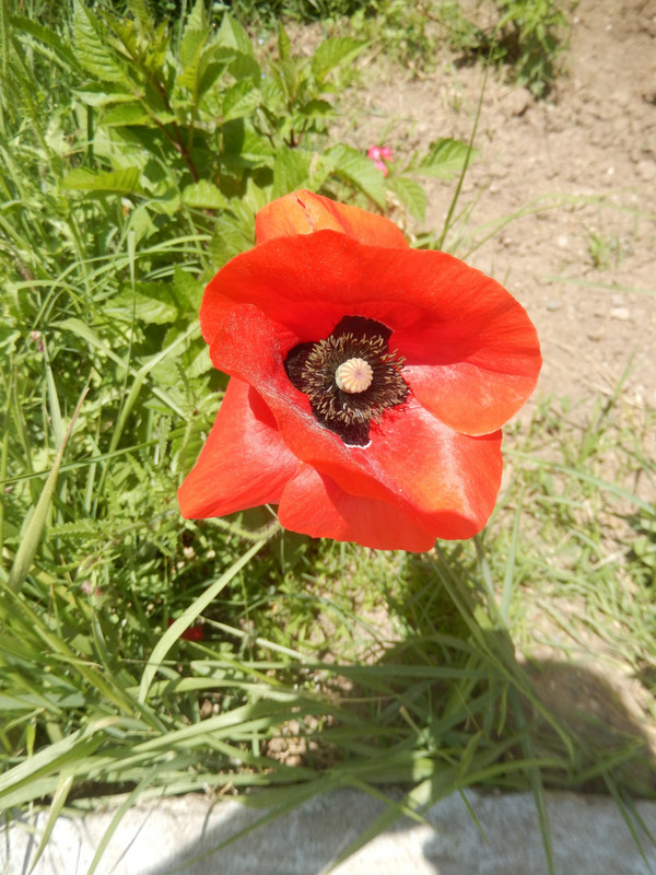 The red poppy, seen frequently growing wild in the Caucasus