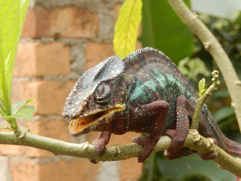 A brightly coloured chameleon ...
