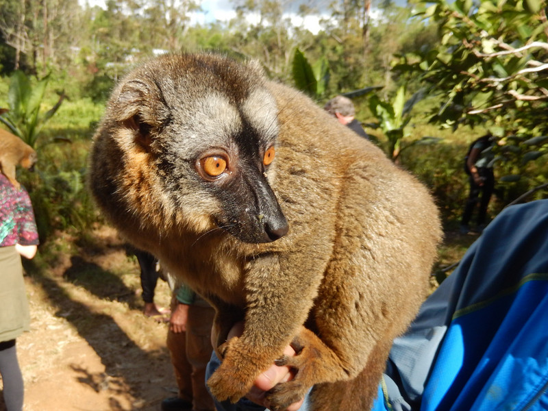 The Common Brown Lemur