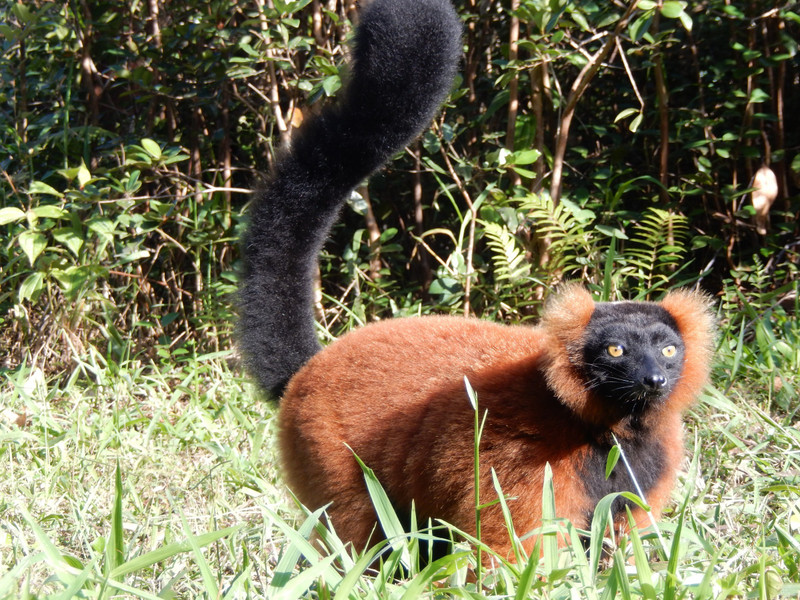 The Red-Ruffed Lemur