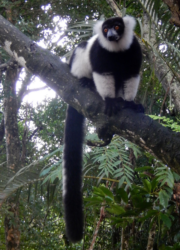 The Black & White Riffed Lemur