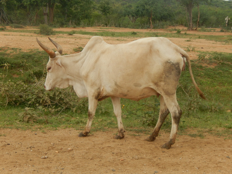 This is a Zebu ...