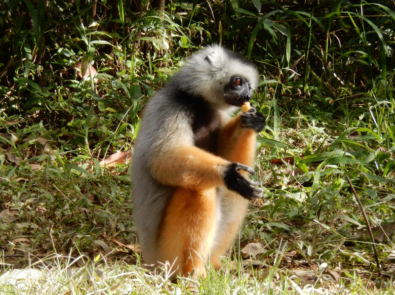 The Sifaka Lemur