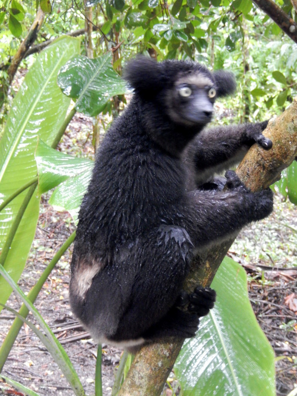 The Indri Indri Lemur